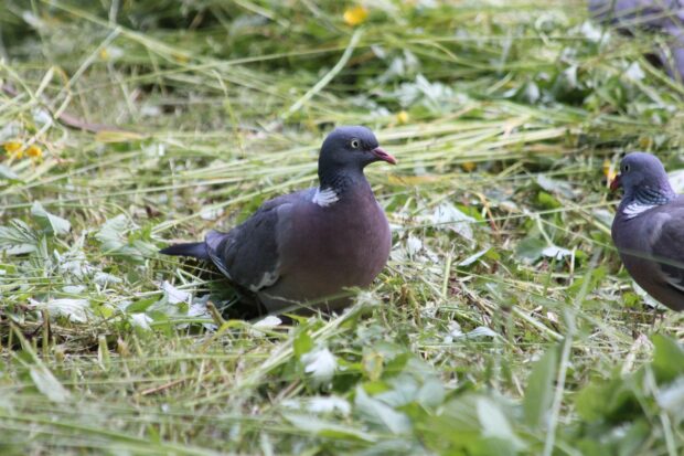 A wood pigeon on cut grass