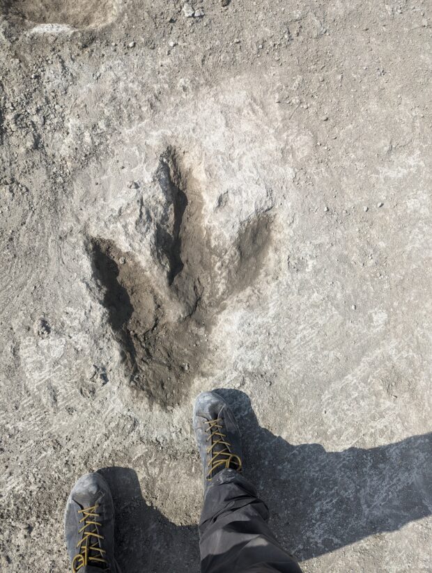 Large, three-toed footprint in concrete, next to two much smaller human feet in hiking boots for scale.