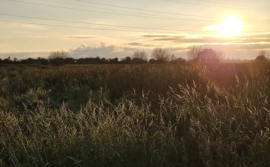 Mixed habitats around a Typha plot. Credit: Steph Britton