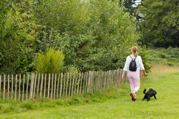 A person walks a dog in front of a Miyawaki-method plot.