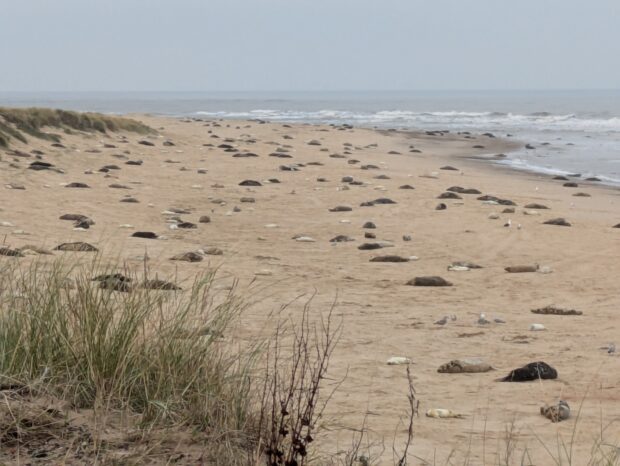 View of the beach at Winterton NNR, showing some of the thousands of seals who come to give birth (and be born!) there every year. © Elizabeth Mitchell/Natural England.