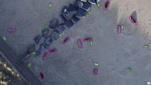 Image shows an aerial view of a colony of seals laying on a beech. The AI has circled the adult seals with a pink ring, and seal pups with a green ring.