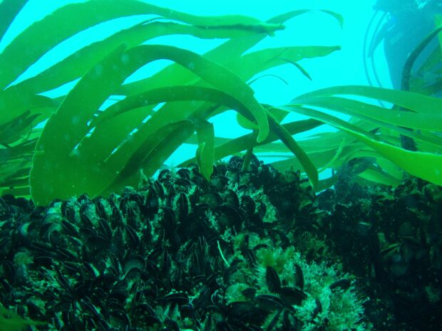 Kelp forest and blue mussel bed, Cornwall.