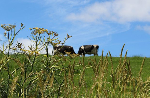 cows in a field
