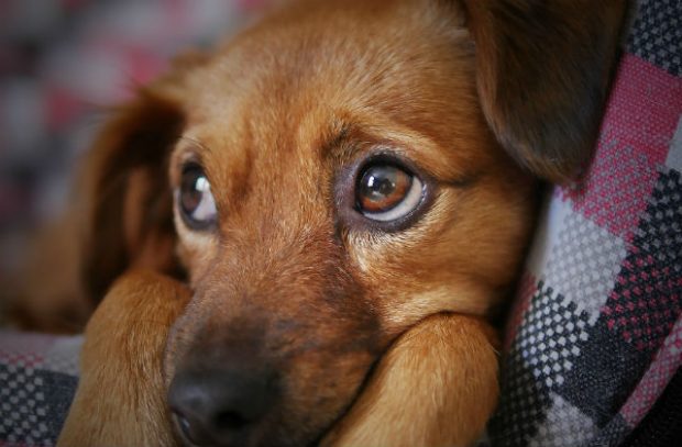 Photo of a puppy