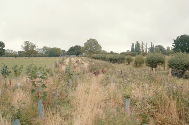 Wide-view-of-a-rural-field-with-young-trees-planted-in-rows-among-tall-grasses-bordered-by-hedgerows-and-mature-trees-under-an-overcast-sk