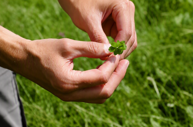 Hands holding example from a species-rich grassland