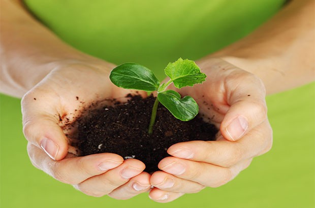 Image of a small plant in soil, in someone hands