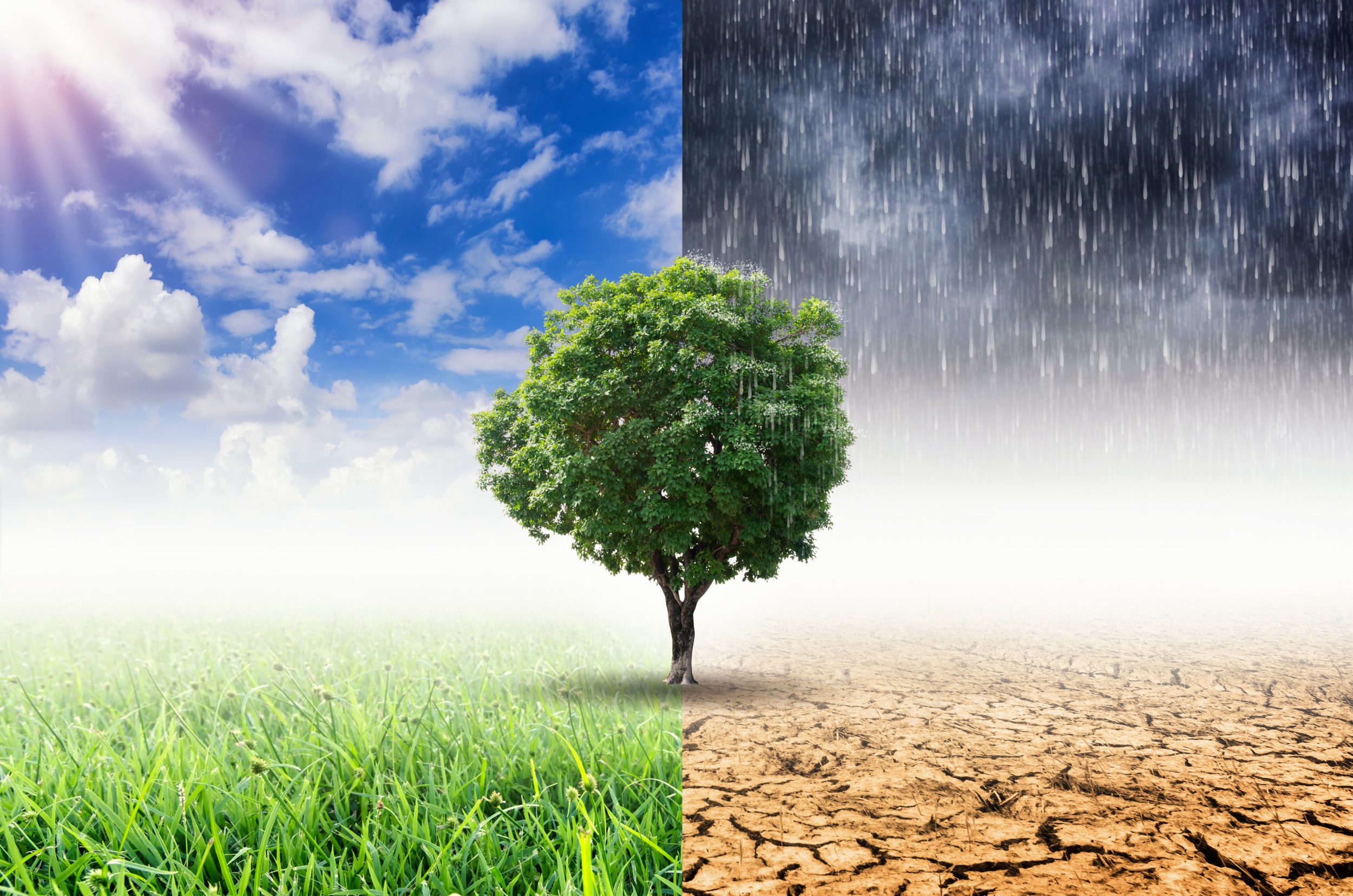 Tree in a split image showing sunshine and grass on the left and rain and dried earth on the right.
