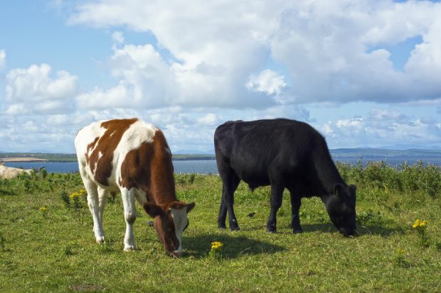 A black and a spotted brown and white cow grazing