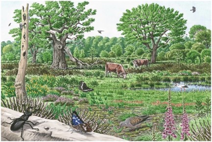 Wood pasture illustration of veteran and other open grown trees, decay habitats, scrub and structurally diverse open areas grazed by large herbivores. Reproduced from the Creation of Wood Pasture Systems Toolkit (National Trust, 2023) with permission of the National Trust. Credit: National Trust/Richard Allen.
