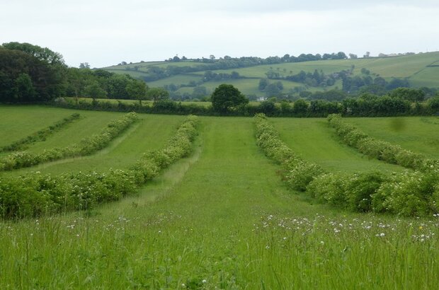 An example of agroforestry (wheat and elderflower) on the Dartington Estate, Devon.