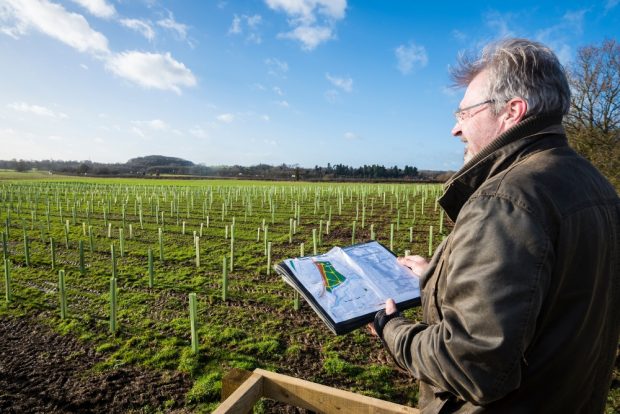 A man stands to the right of the image with a map in his hands, looking out across a field of newly planted trees in plastic tubes