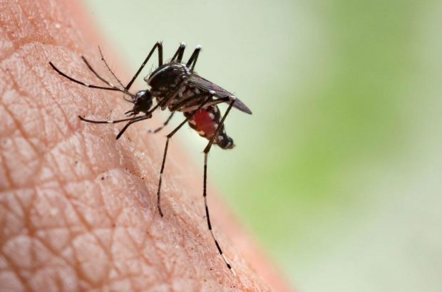 Mosquito preparing to bite.