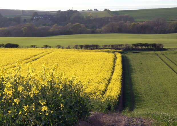 Image of a field with oilseed rape crop