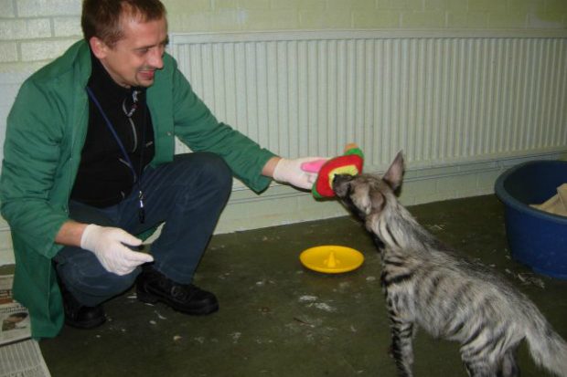 A hyena biting a hat and pulling it from andrew