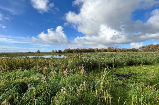 Lowland peat field with wet grassland, reeds and standing water under a cloudy sky.