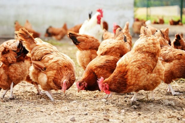 Chickens on a traditional free range poultry farm