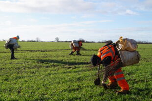 People planting at a hedgerow for a Habitat Bank in Milton Keynes.