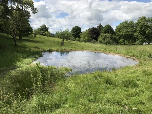 DLL pond at Bures, Suffolk (June 2022) © Mary Power, Natural England