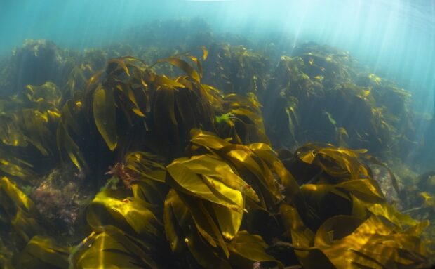 Image shows an underwater shot of the flowing kelp forests, their green lush foliage billowing in the current of the ocean