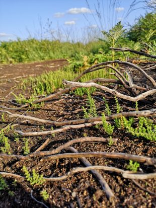 Branches and roots are in focus on the ground, with some mossy leaves and soil as part of the Hatfield Moor.
