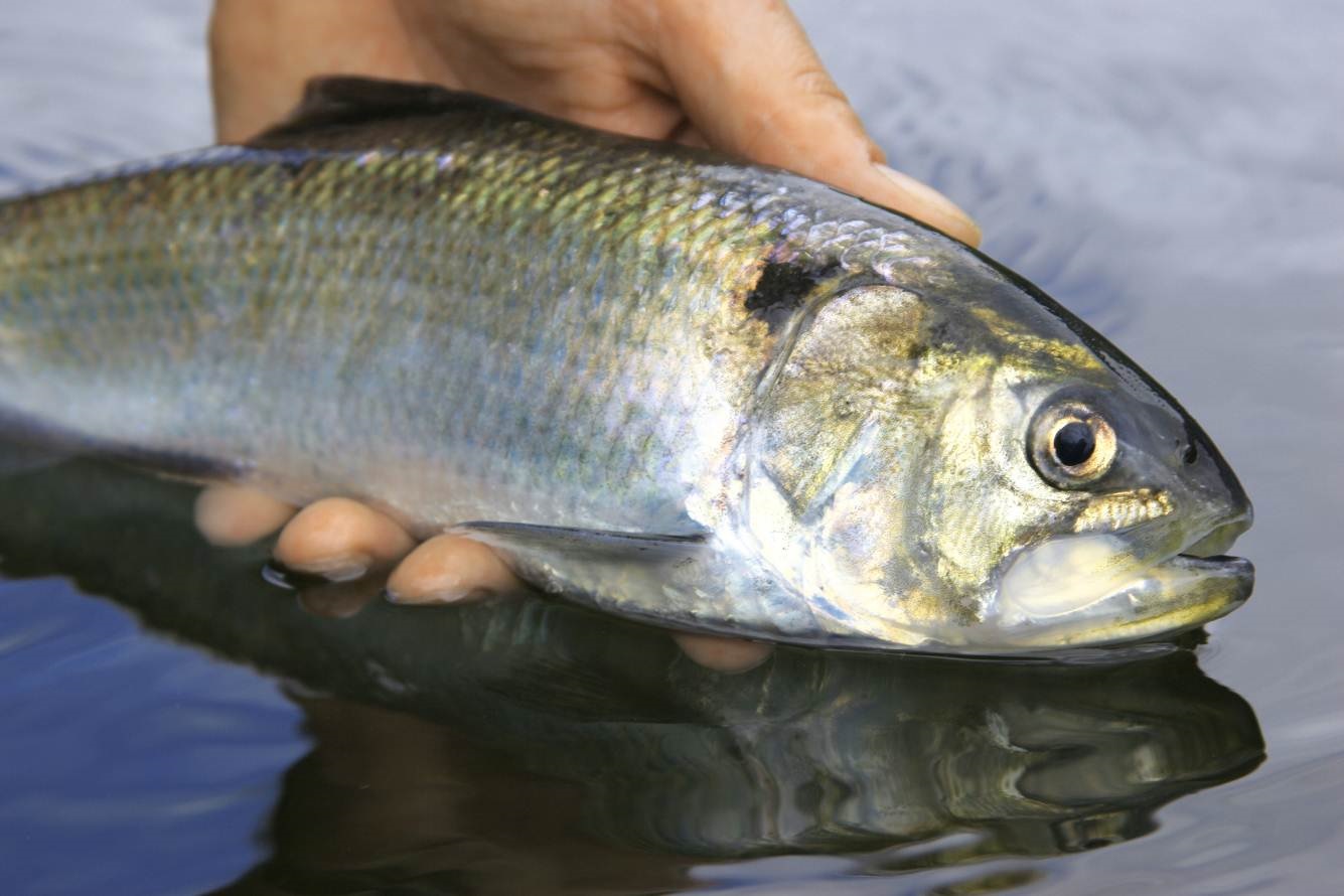 Twaite shad (Alosa fallax). Credit: Wye and Usk Foundation