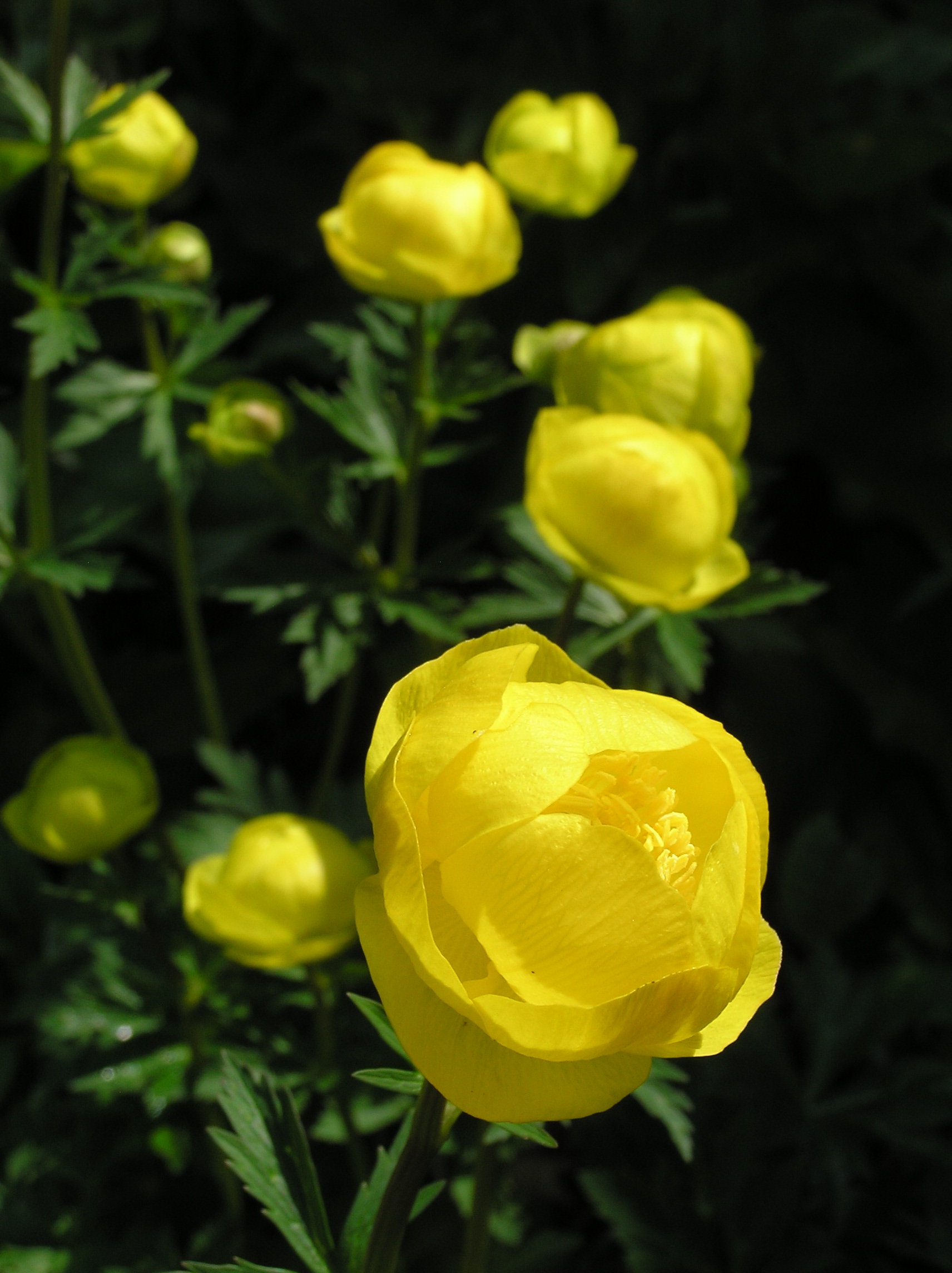A globeflower (Credit: Jean Johnston, Natural England)