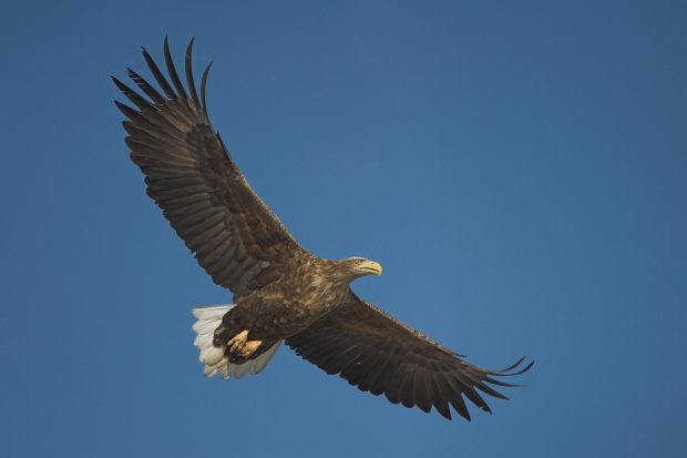 A white-tailed eagle. Credit: R. Saunders