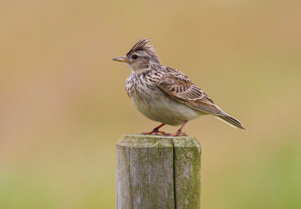 A skylark sitting on a post against a green background.
