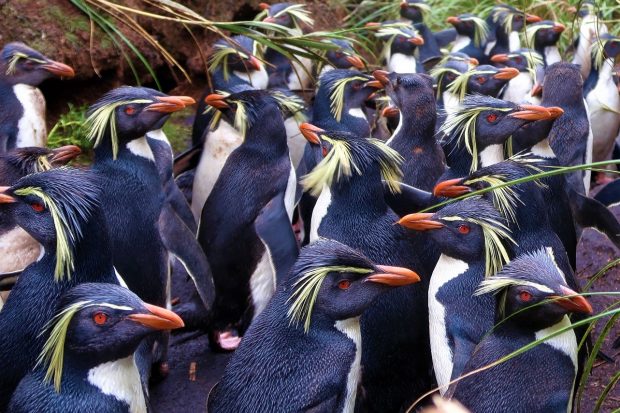 Northern Rockhopper Penguin.