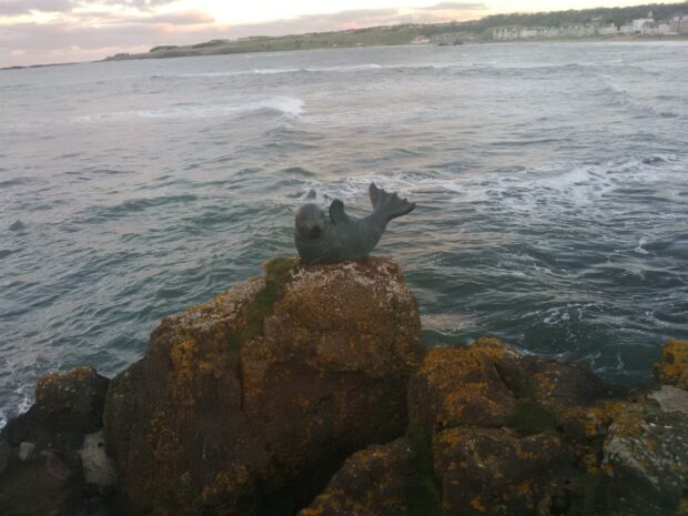 Seal cub waving