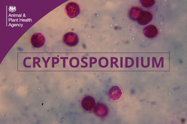 Image of purple spherical shapes as seen under a microscope with the title, "Cryptosporidium" across the front with the APHA logo