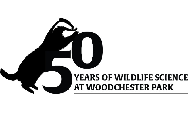 Black and white illustration of a badger standing up on its back paws against the number 50 with the text, "years of wildlife science at Woodchester Park"