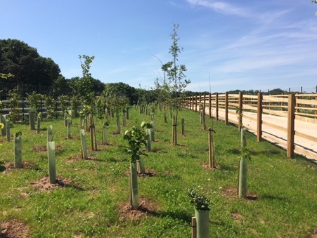 image shows the A556 green bridge, with young saplings growing beside the road