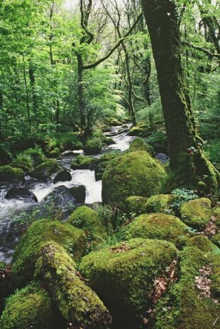 East Dartmoor Woods and Heaths NNR - image shows a dense mossy woodland with moss-covered rocks and trees. A stream runs through the centre of the woods