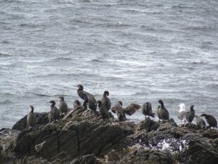 Roosting cormorant, shags and greater black-backed gull. Credit Josh Parker