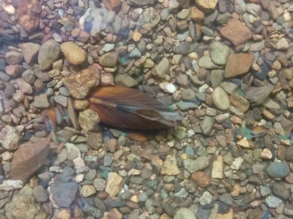 Young freshwater pearl mussel. Credit: Tim Hill, Natural England
