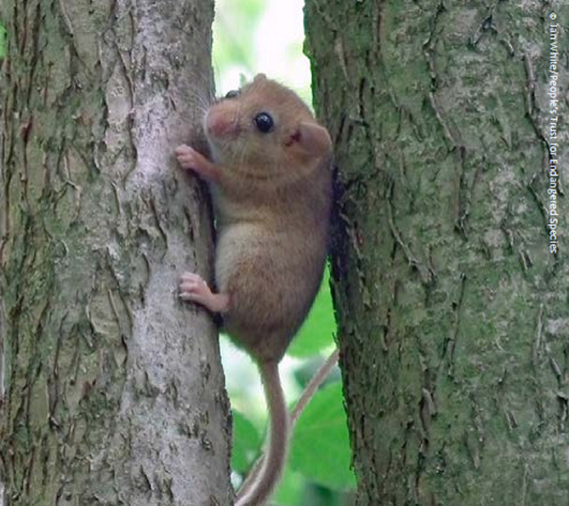 Hazel dormouse. Credit: Ian White, People's Trust for Endangered Species (PTES)