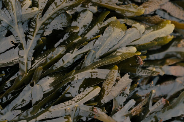 Seaweed.