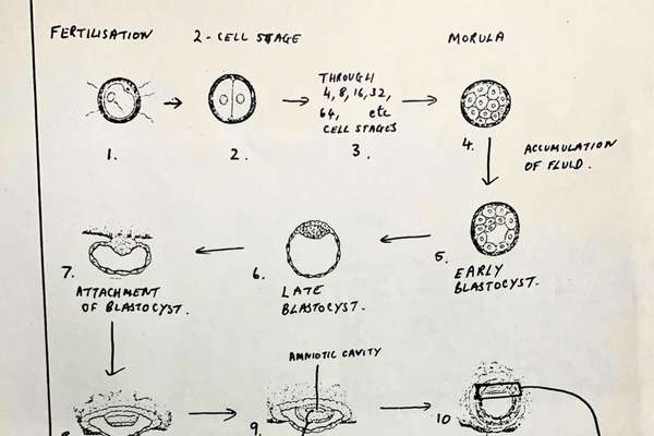 Diagram of the fertilisation process.