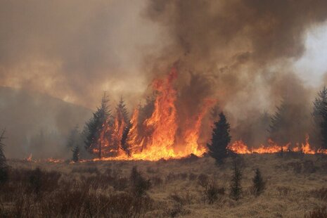 Forest on fire