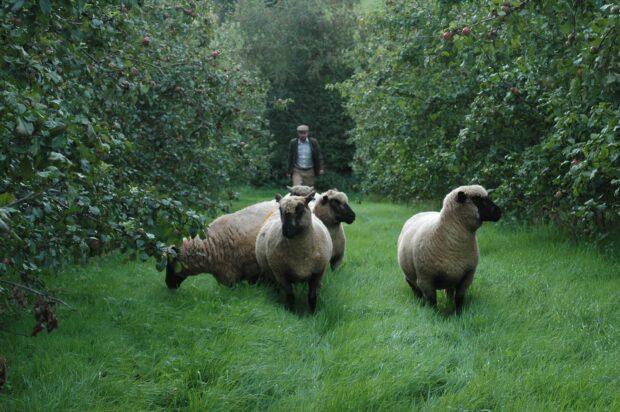 Shropshire sheep at Hancocks Meadow Farm in Herefordshire. Credit: Shropshire Sheep Breeders Association