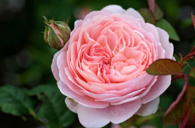 A Queen of Sweden Rose