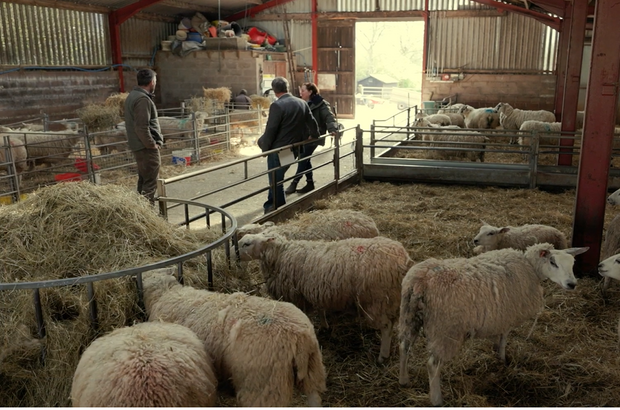 Interior of a farm barn with several sheep in straw‑covered pens. Three adults stand near metal railings, talking while observing the animals. Sunlight enters from an open doorway in the background, and stacked supplies are visible on a loft area above.