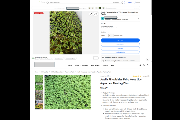 Two screenshots of online sales adverts for Azolla, a green water plant