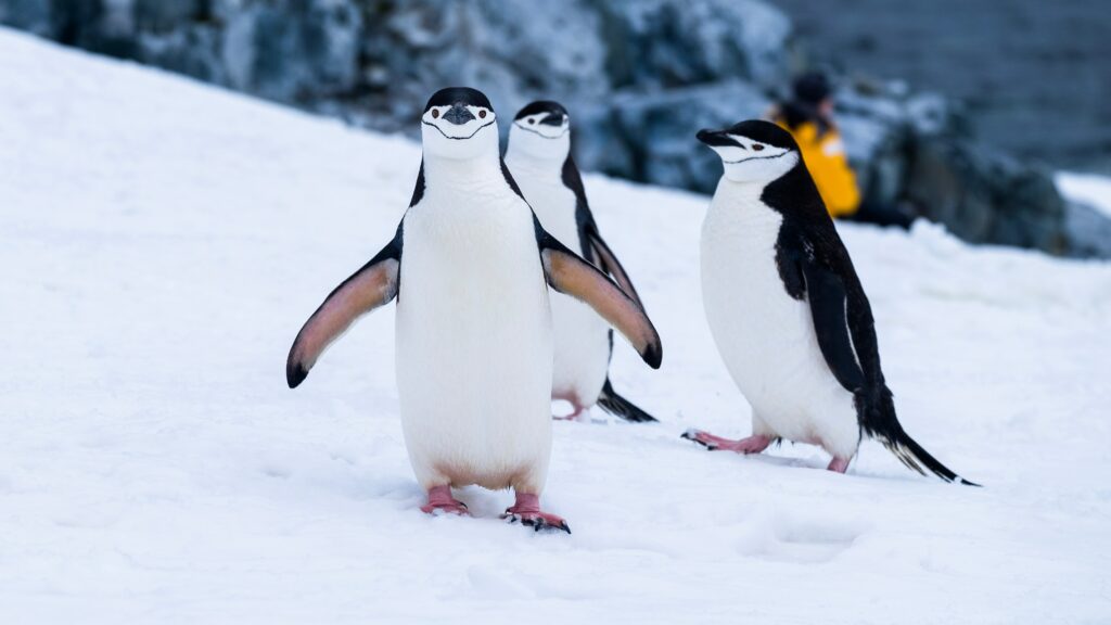 Chinstrap Penguin, Antarctica