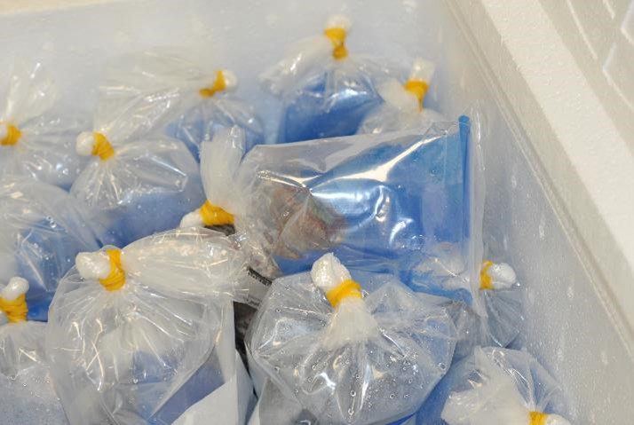 Pieces of hard coral during import check at Heathrow. Photo credit. Border Force.