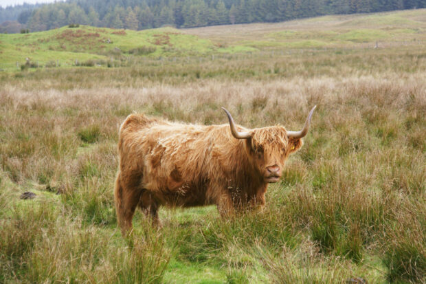 Highland cow in field