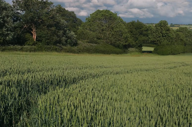 Green crop field in the foreground with a dense line of trees and hedgerows in the background beneath a bright, cloud-filled sky.
